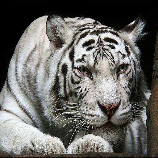 Zdjęcie Animals Jigsaw Puzzle Tiger