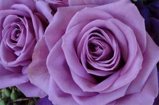Zdjęcie Purple Roses Puzzle